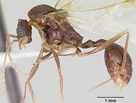 Aphaenogaster ashmeadi