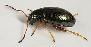 <i>Aphthona herbigrada</i> Species of beetle