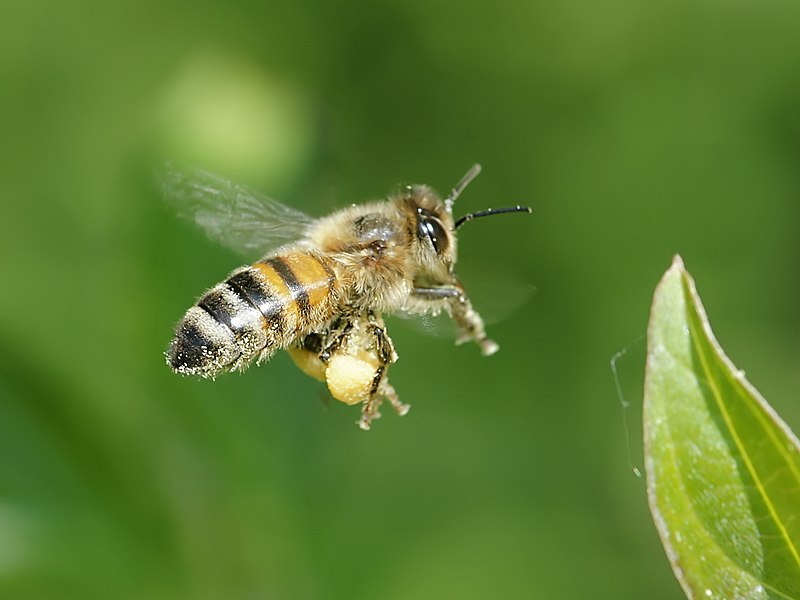 File:Apis mellifera (in flight).jpg