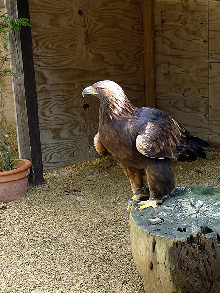 File:Aquila chrysaetos -Cotswold Falconry Centre, near Moreton-in-Marsh, England-8a.jpg