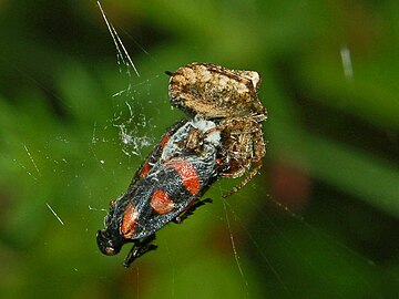 Gibbaranea bituberculata preys a Cercopis species Araneidae - Gibbaranea bituberculata-2.JPG