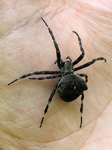 File:Araneus angulatus(ThKraft).jpg