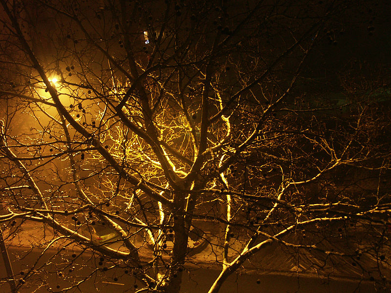 File:Arbre de nuit sous la neige.jpg