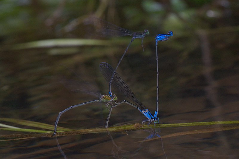 File:Archibasis oscillans and Pseudagrion indicum-Kadavoor-2016-06-26-002.jpg