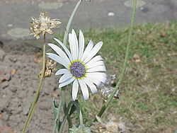 Kaunohopeasilmä (Arctotis venusta)