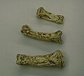 Casts of Ardi's finger bones.