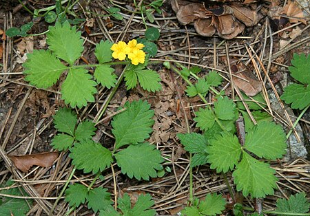 Aremonia agrimonoides