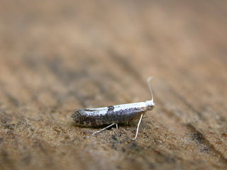 <i>Argyresthia semifusca</i> species of insect