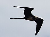 Yükseliş Frigatebird.jpg