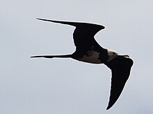 The island is the main breeding site of the Ascension frigatebird