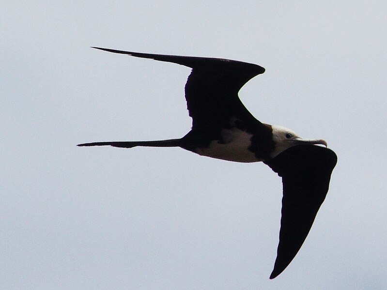 File:Ascension Frigatebird.jpg