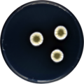 Aspergillus jensenii growing on CYA plate