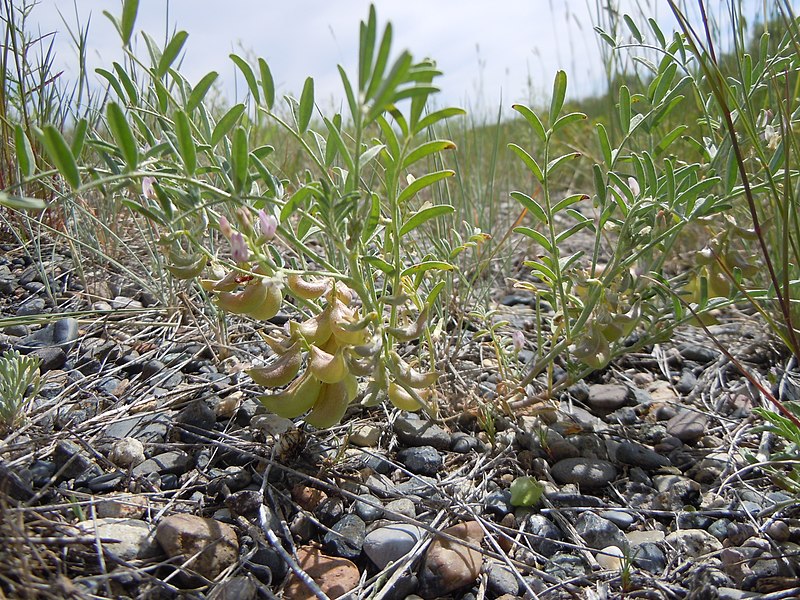 File:Astragalus geyeri (5143734047).jpg