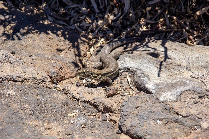 File:At Tenerife 2019 428.jpg