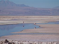 Schelatru D'atacama