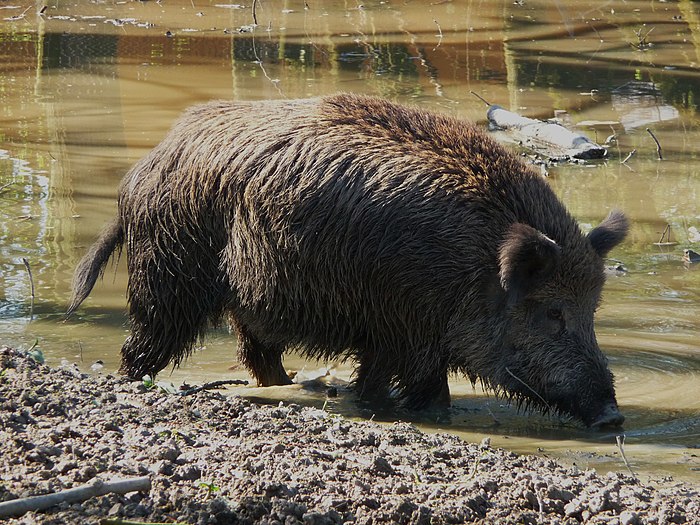 Ausgewachsenes Wildschwein beim Suhlen.JPG