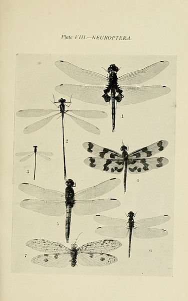 File:Australian insects (Plate VIII) (7268226282).jpg