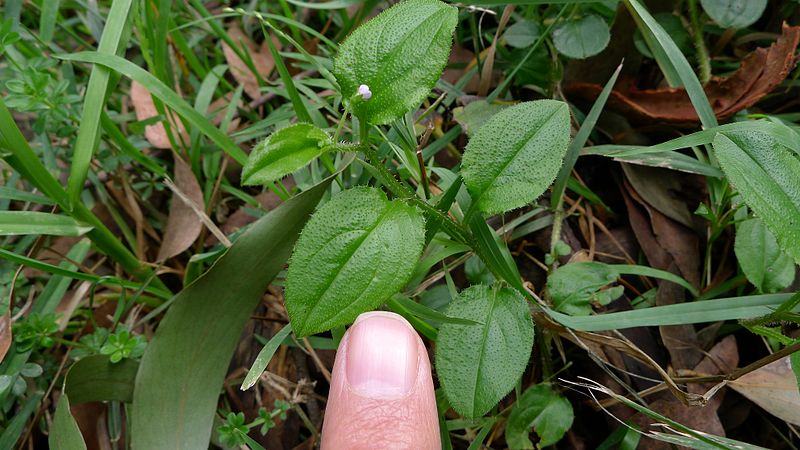 File:Austrocynoglossum latifolium leaf (13887166539).jpg