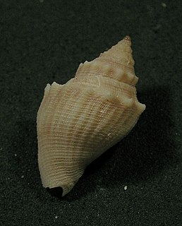 <i>Austrotoma aguayoi</i> Species of gastropod