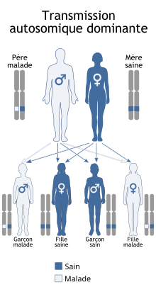 Description de l'image Autosomal dominant - fr.svg.