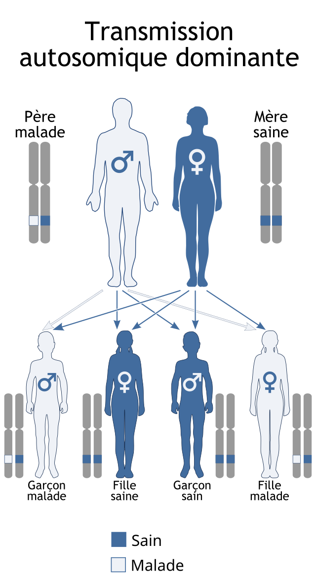 Description de l'image Autosomal dominant - fr.svg.