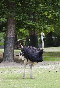 Avestruz (Struthio camelus), Tierpark Hellabrunn, Múnich, Alemania, 2012-06-17, DD 02.JPG