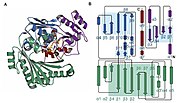 Thumbnail for BBE-like enzymes