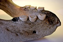 Tooth BLW Teeth in the skull of a large Walrus.jpg