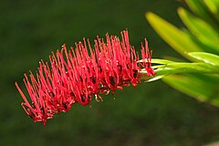 Tightly packed raceme of Xeronema callistemon, with prominent red stamens
