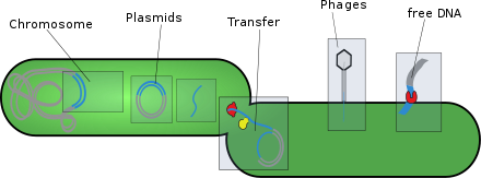 Examples of mobile genetic elements in the cell (left) and the ways they can be acquired (right) Bacterial mobile elements.svg