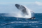 Baleine à bosse