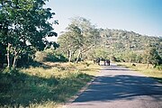 Elephants crossing a road