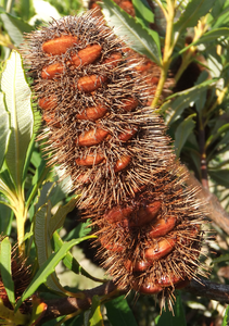 Marshy Banksia, infrutescense.png