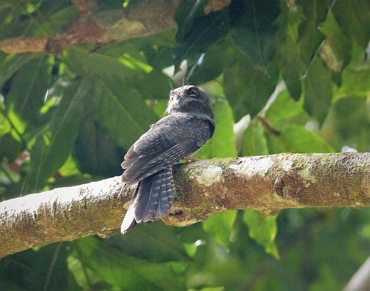 File:Barred Owlet-nightjar. Aegotheles bennettii (48694015672).jpg