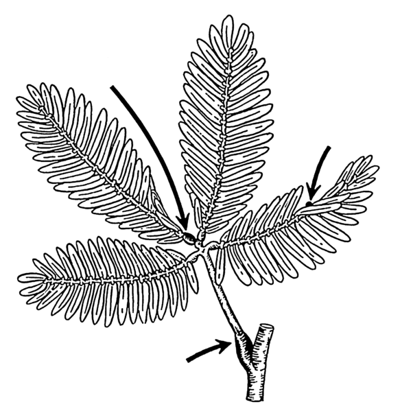 File:Base - botany (PSF).png