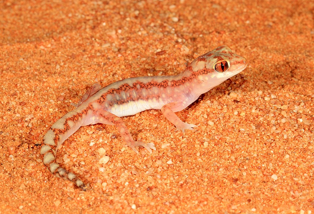Beaded Gecko (Lucasium damaeum) (9391157772)