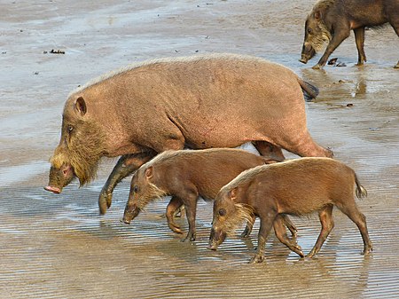 Tập_tin:Bearded_Pigs_(Sus_barbatus)_female_with_youngs_(8220051061).jpg