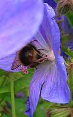 Миниатюра для Файл:Bee + Cranesbill (2).JPG