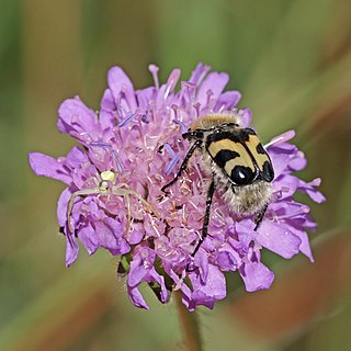 Bee beetle (Trichius fasciatus) and flower crab spider (Thomisidae sp.)