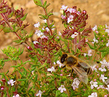 Abeille butinant des fleurs de thym commun