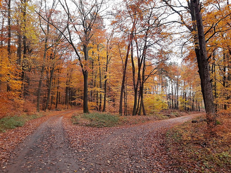 File:Beeches, Ehrenbach.jpg