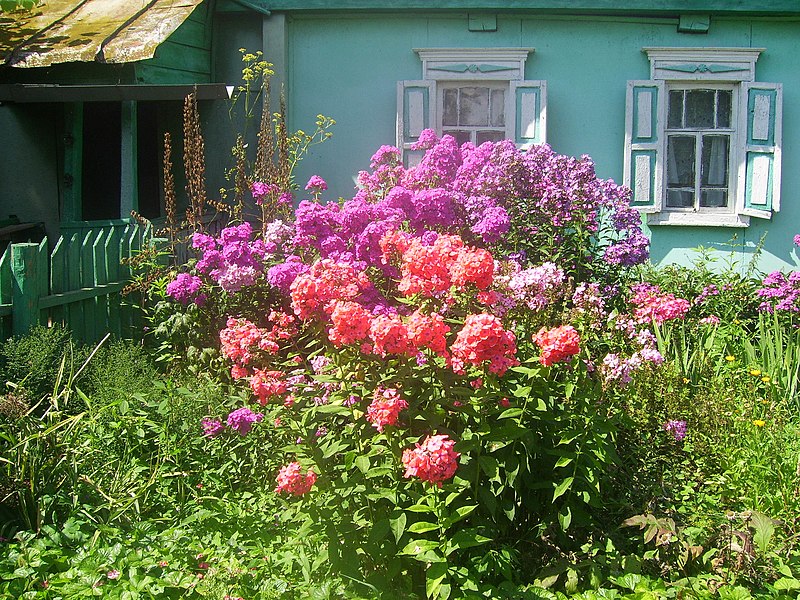 File:Beryozovka, Bryanskaya oblast', Russia, 242524 - panoramio (12).jpg