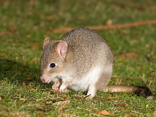 bettong