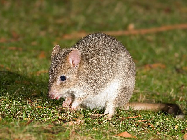 Eastern bettong