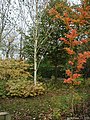 Betula utilis: Autumn habit