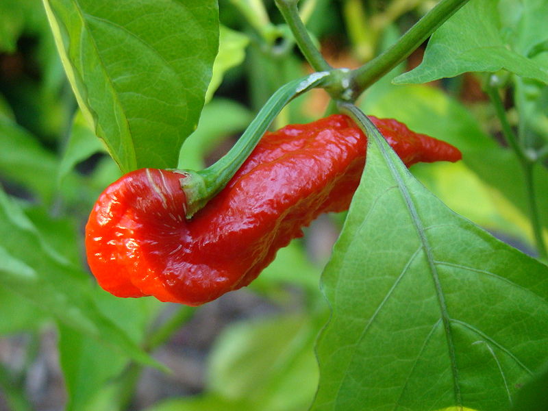 File:BhutJolokia12 Asit.jpg