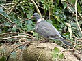 Birthday Woodpigeon (original).jpg