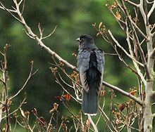 Black Cuckoo (Cuculus clamosus).jpg
