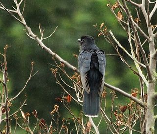 Black cuckoo Species of bird