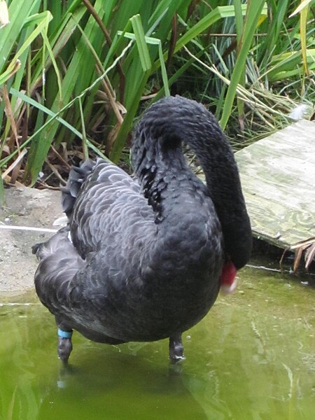 File:Black Swan at SF Zoo 2.JPG